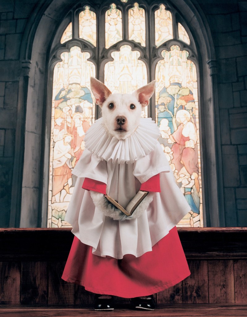 Paddy the costume dog by Peter Thorpe