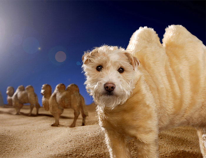 Raggle the costume dog by Peter Thorpe