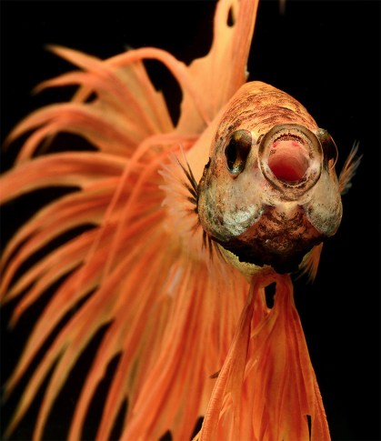 betta fish nature photography by Visarute Angkatavanich