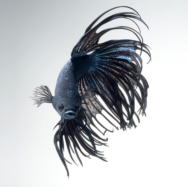 betta fish nature photography by Visarute Angkatavanich