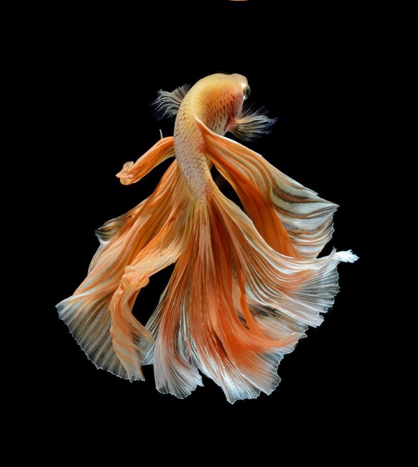betta fish nature photography by Visarute Angkatavanich