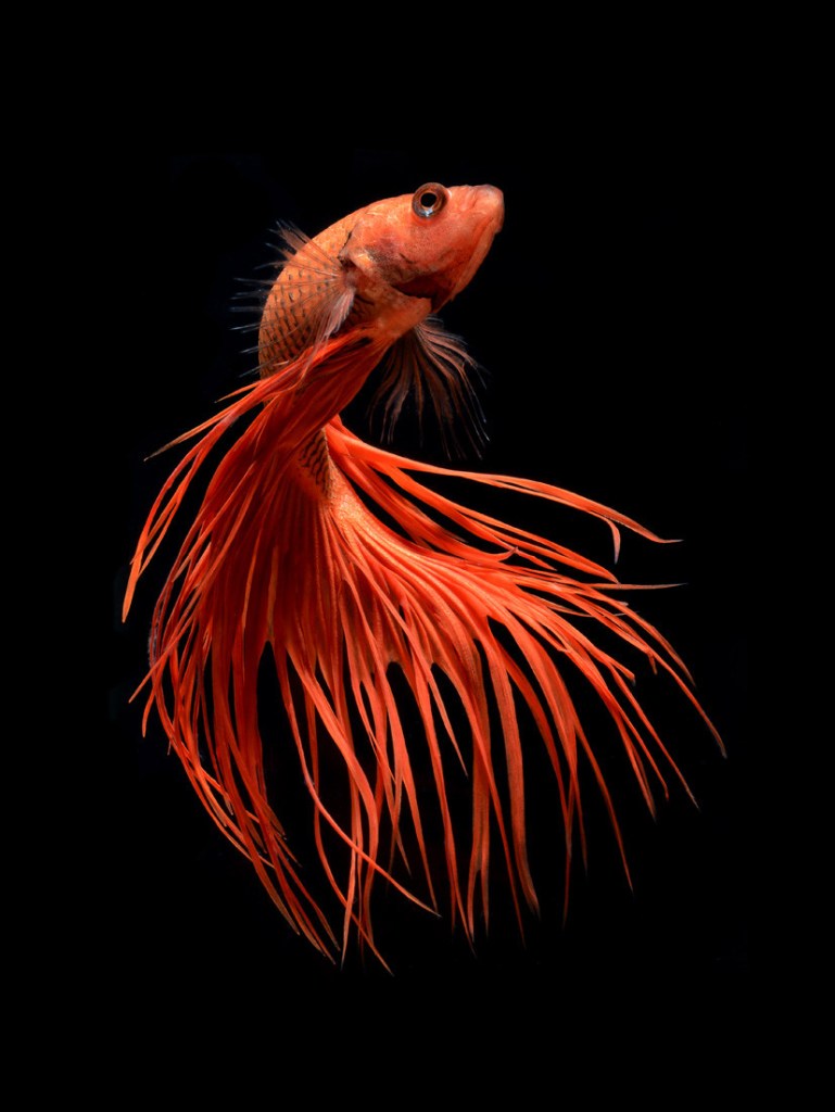 betta fish nature photography by Visarute Angkatavanich