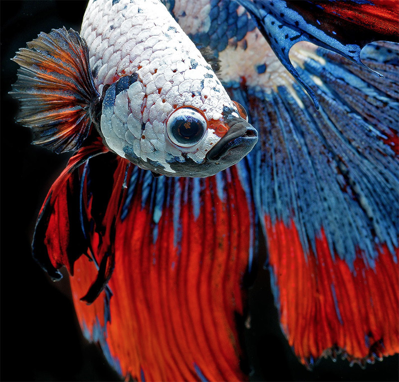 betta fish nature photography by Visarute Angkatavanich