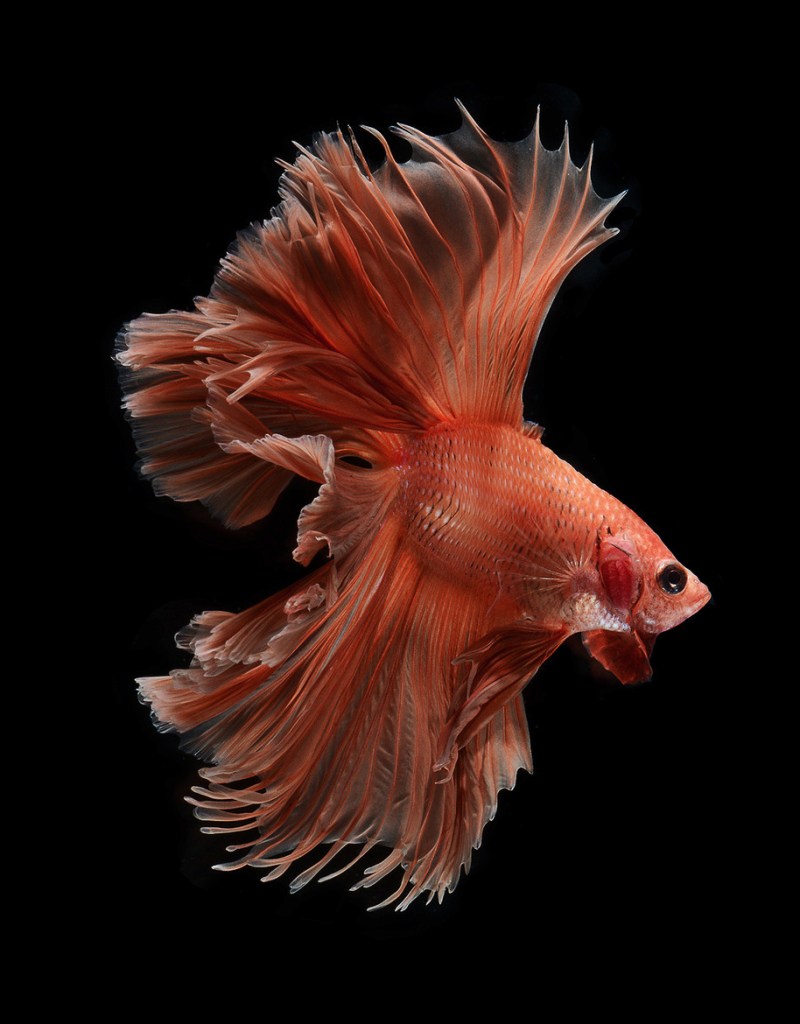 betta fish nature photography by Visarute Angkatavanich