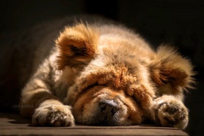 Teddy the Chow Chow by Tom Klausz
