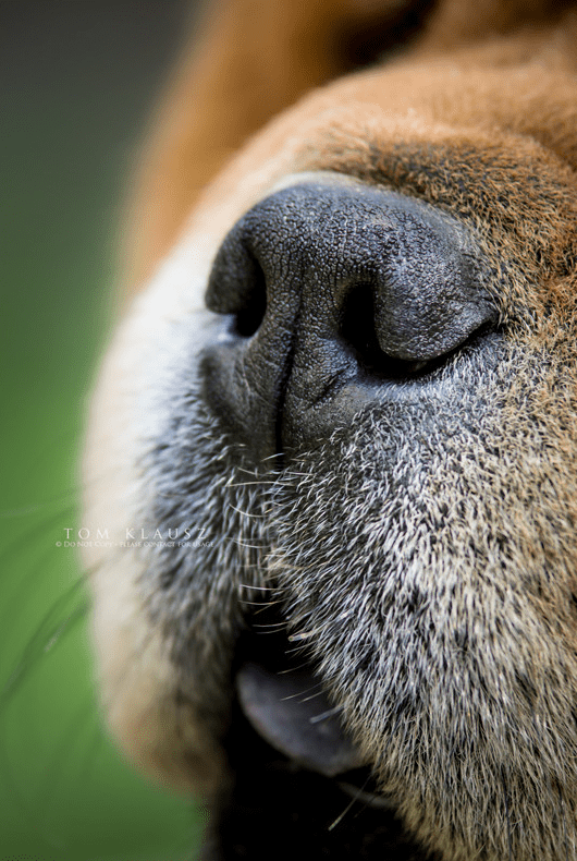 Teddy the Chow Chow by Tom Klausz