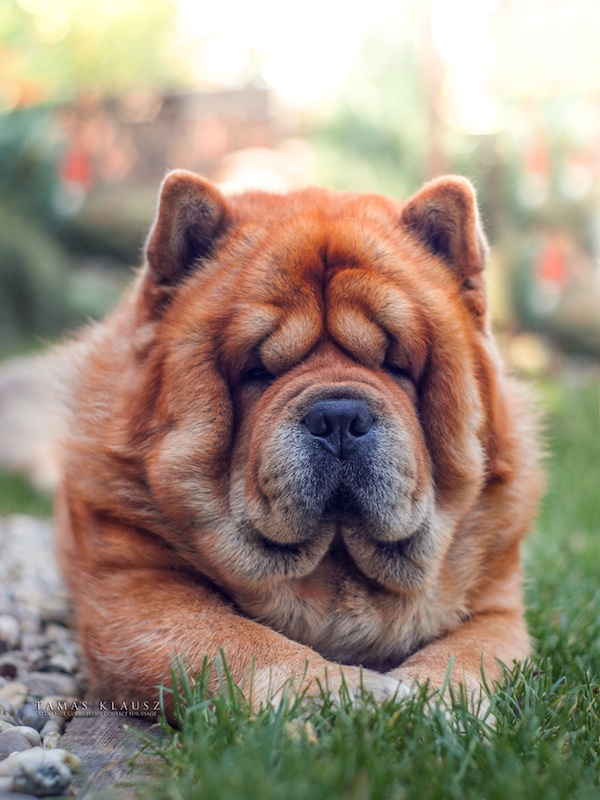 Teddy the Chow Chow by Tom Klausz