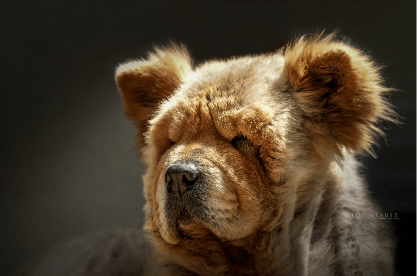 Teddy the Chow Chow by Tom Klausz