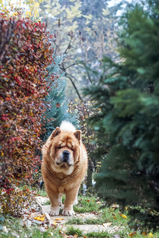 Teddy the Chow Chow by Tom Klausz