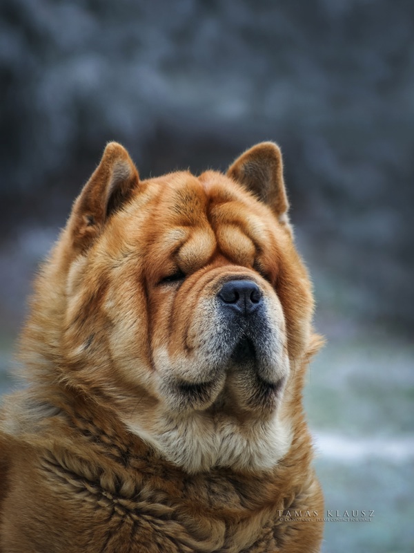 Teddy the Chow Chow by Tom Klausz