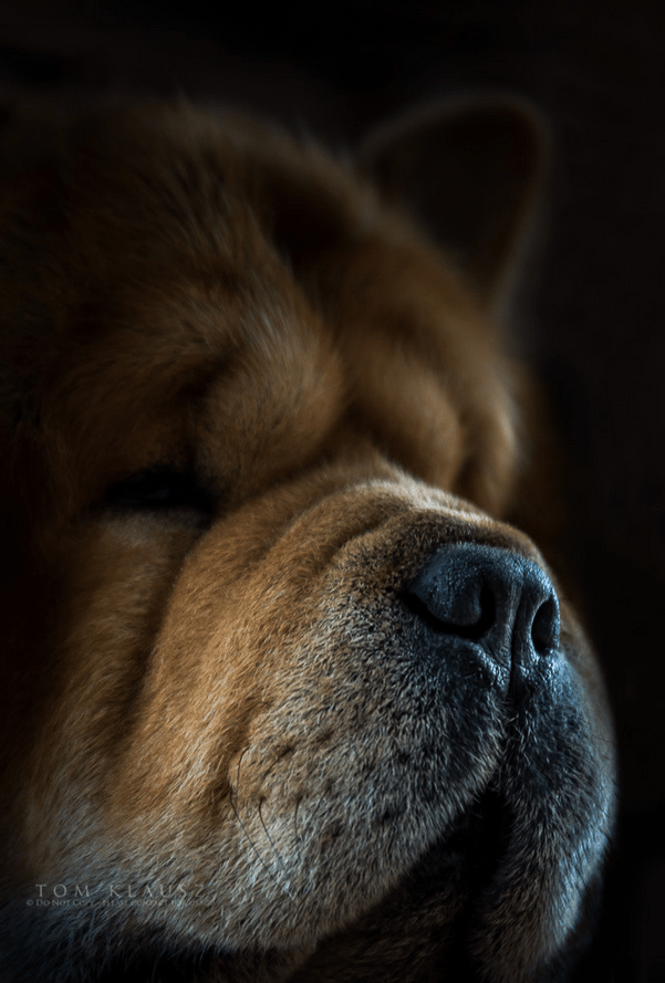 Teddy the Chow Chow by Tom Klausz