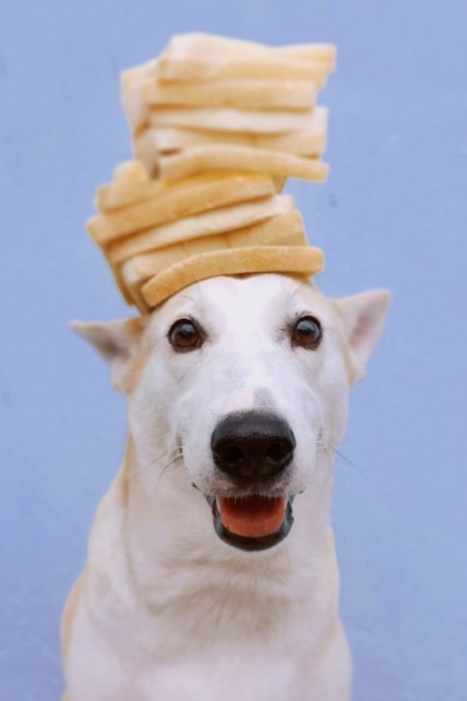 Gluta the dog with things on her head by Sorasart Wisetsin