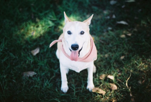 Gluta the rescue dog by Sorasart Wisetsin