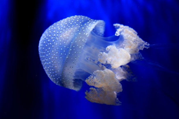 jellyfish by Lorenzo De Lucchi