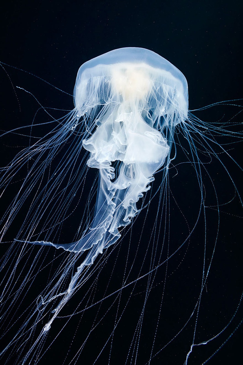 jellyfish by Alexander Semenov 
