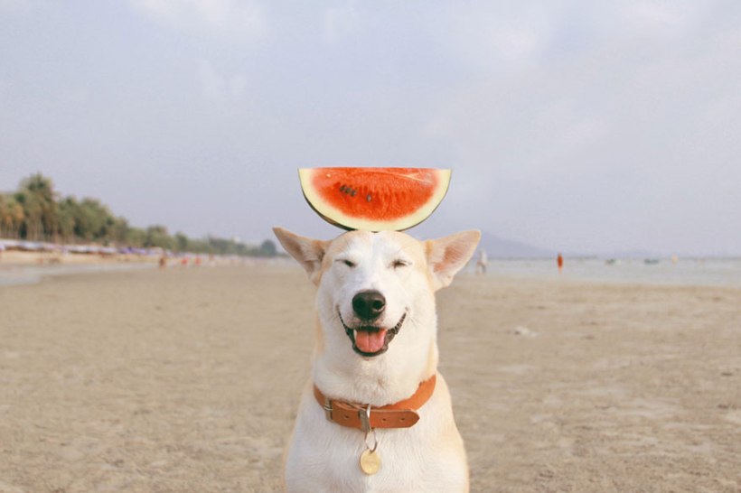 Gluta the dog with things on her head by Sorasart Wisetsin