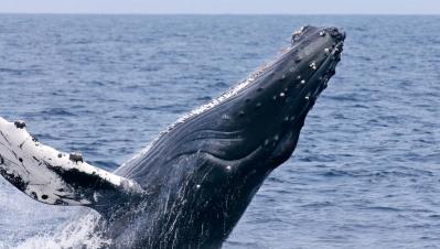 Photo: Monterey Bay Aquarium