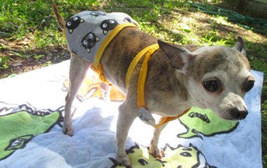 In case you were concerned that your chihuahua would have nothing to wear to the beach, have no fear! I think it's especially saucy that the pupkini is in a cat pattern. By Delightful Dogs