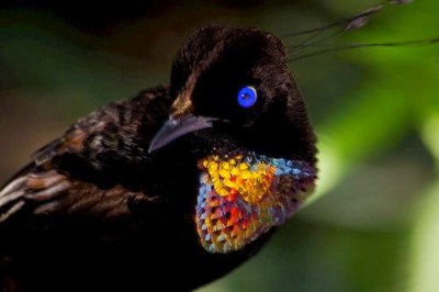Western Parotia sefilata