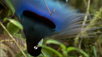 Blue Bird-of-Paradise Paradisaea rudolphi
