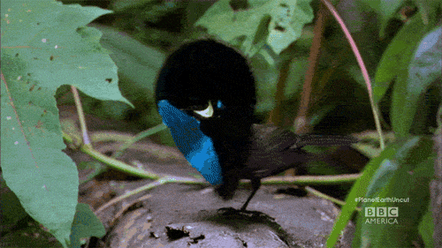 Superb Bird-of-Paradise Lophorina superba mating dance