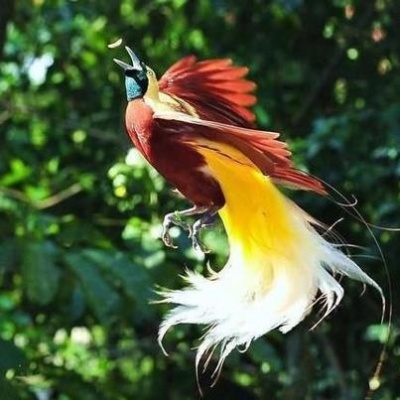 Greater Bird-of-Paradise Paradisaea apoda