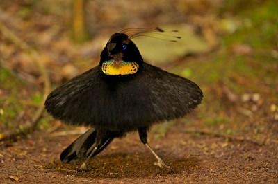 Carola's Parotia Parotia carolae
