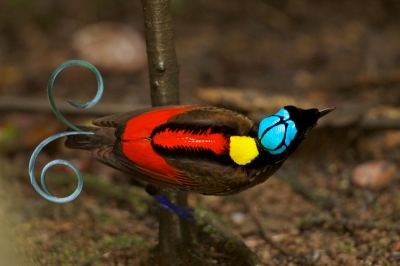 Wilson's Bird-of-Paradise Cicinnurus respublica