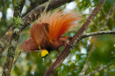 Goldie's Bird-of-Paradise Paradisaea decora
