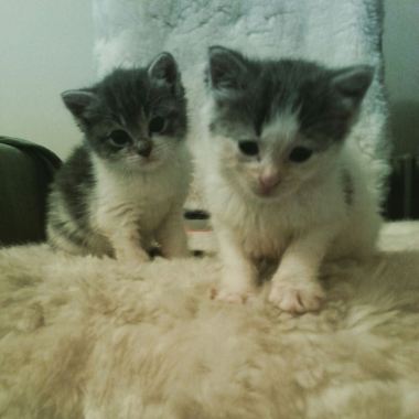 Newest kitten residents of Brooklyn