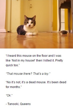 Jim Tews cat Felines of New York