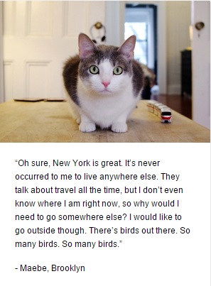Jim Tews cat Felines of New York
