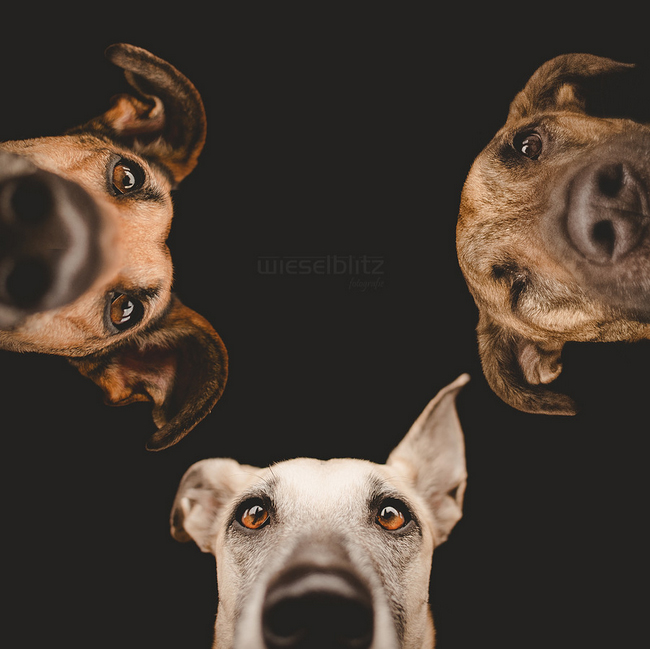 galgo espanol mix dog portraits by Elke Vogelsang