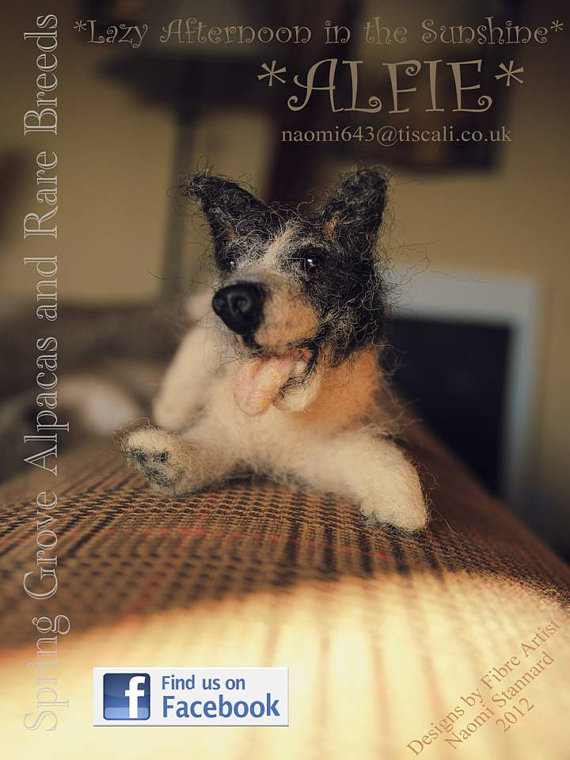 alpaca 1