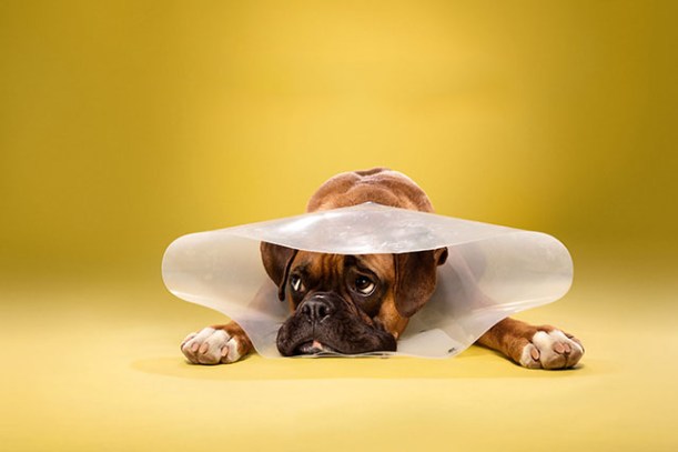 boxer dog in cone of shame by Ty Foster