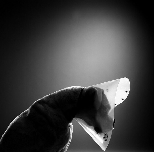 boxer dog in cone of shame by Ty Foster