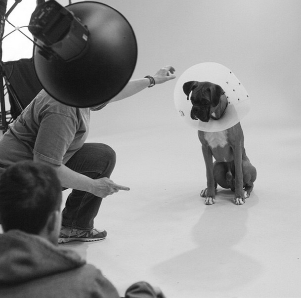 boxer dog in cone of shame by Ty Foster