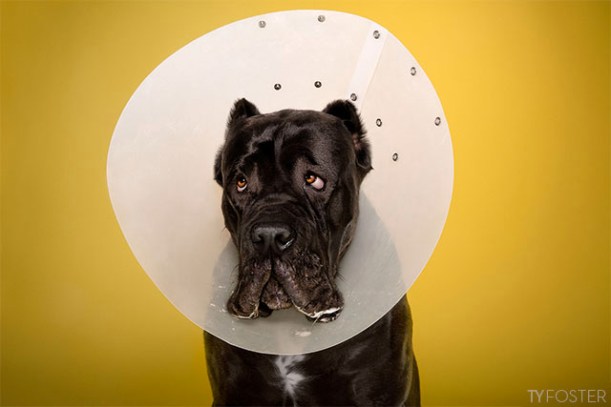 dog in cone of shame by Ty Foster