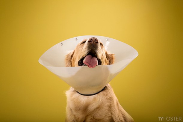 dog in cone of shame by Ty Foster