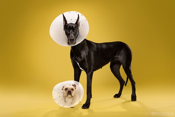 great dane and pug dog in cone of shame by Ty Foster