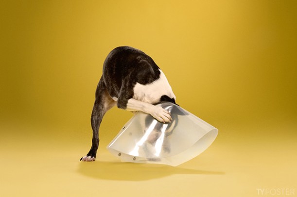boxer dog in cone of shame by Ty Foster