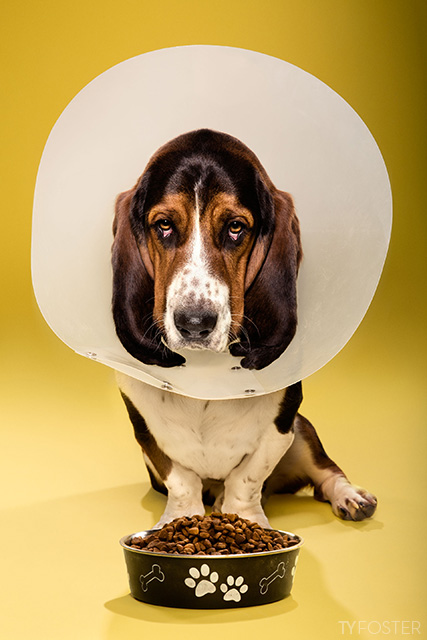 basset hound dog in cone of shame by Ty Foster