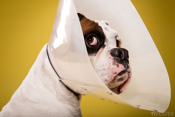 boxer dog in cone of shame by Ty Foster