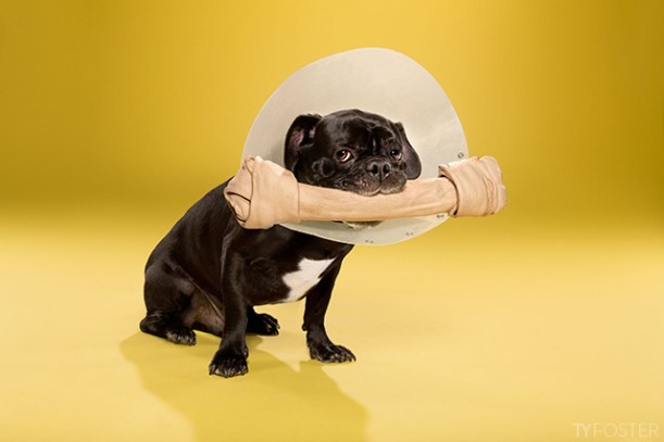 dog in cone of shame by Ty Foster