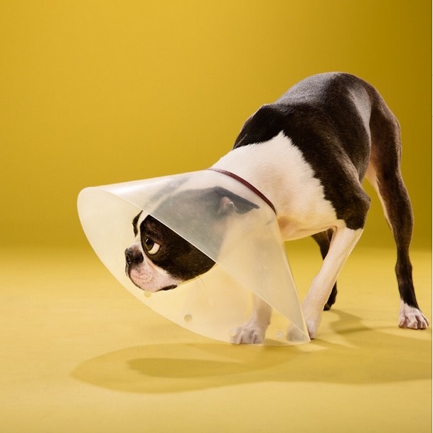 boxer dog in cone of shame by Ty Foster