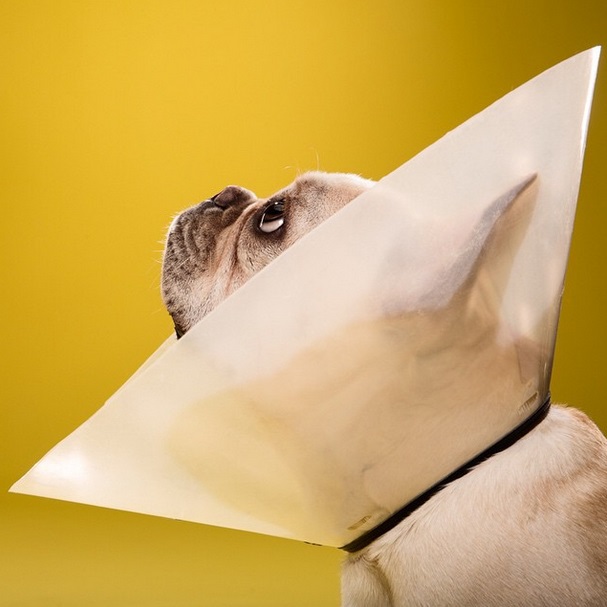 dog in cone of shame by Ty Foster