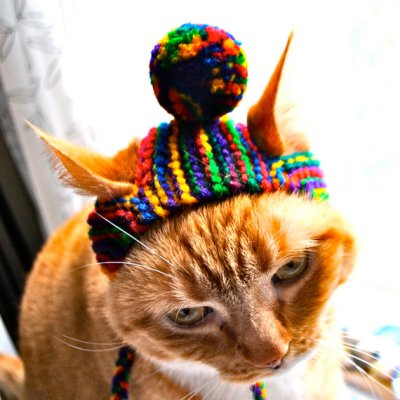 This cat is plotting your death as you read this. By BitchKnits who should really be sleeping with one eye open