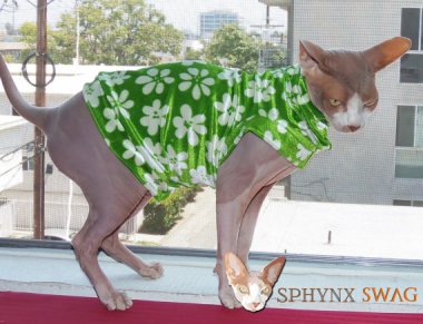 sphynx cat in Cindy Brady sweater