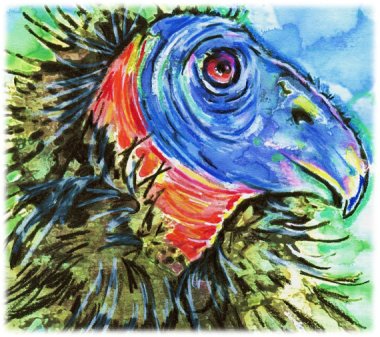 Sheesh. To be fair, California Condors are pretty ugly to begin with. By CanyonWrensNest