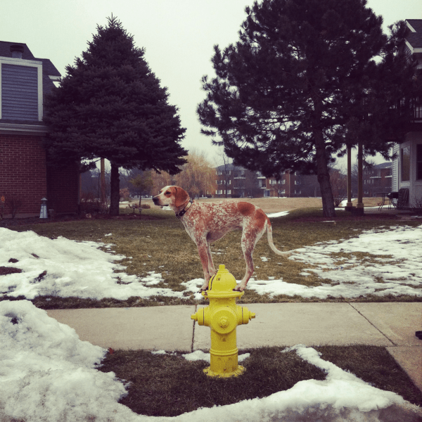 Maddie on Things by Theron Humphrey